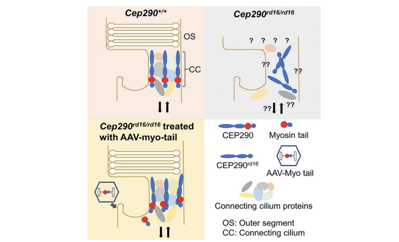 CEP290AAV for treatment of Retinal Degeneration National Eye Institute